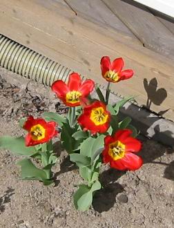 gallery_14_201_2522.jpg