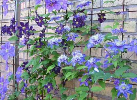 gallery_14_200_20748.jpg