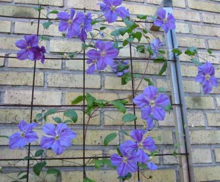 gallery_14_200_45190.jpg