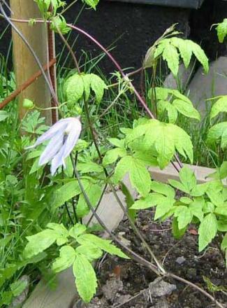 gallery_14_200_59935.jpg