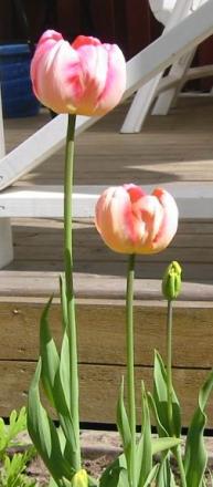 gallery_14_201_11605.jpg