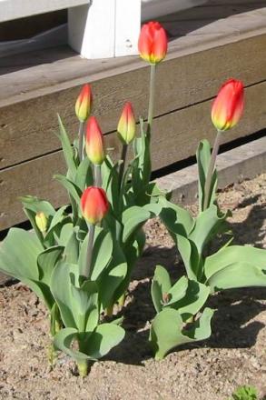 gallery_14_201_33661.jpg