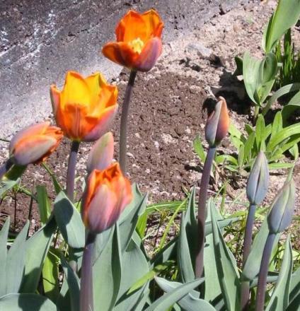 gallery_14_201_53715.jpg