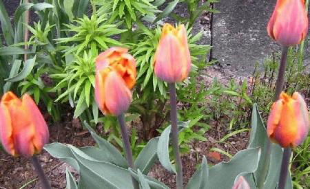 gallery_14_201_54853.jpg