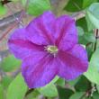 tn_gallery_14_200_36941.jpg
