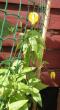 tn_gallery_14_200_55938.jpg