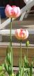 tn_gallery_14_201_11605.jpg