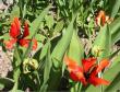tn_gallery_14_201_17388.jpg