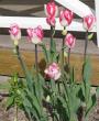 tn_gallery_14_201_39861.jpg