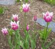 tn_gallery_14_201_44311.jpg