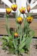 tn_gallery_14_201_47902.jpg