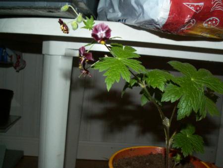 gallery_4382_202_123669.jpg