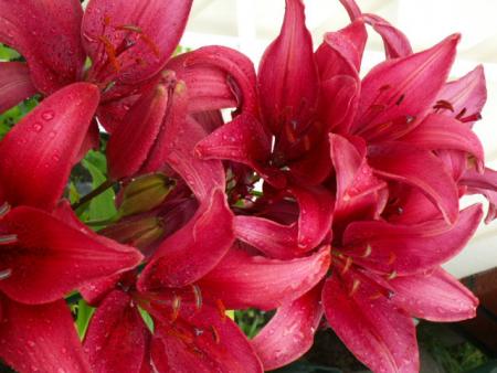 gallery_4382_204_28491.jpg