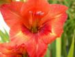 tn_gallery_4382_204_129688.jpg