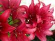 tn_gallery_4382_204_28491.jpg