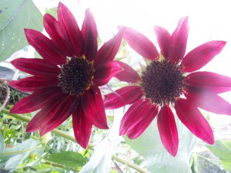 gallery_4382_204_114910.jpg
