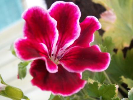 gallery_4382_204_29204.jpg