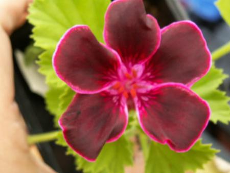 gallery_4382_204_42780.jpg