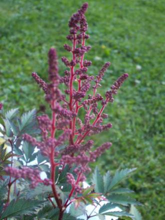 gallery_4382_204_43485.jpg