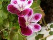 tn_gallery_4382_204_32178.jpg
