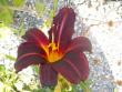 tn_gallery_4382_204_56735.jpg