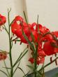 tn_gallery_4382_204_96049.jpg