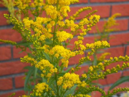 gallery_4382_207_107301.jpg