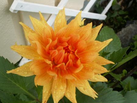 gallery_4382_207_20335.jpg