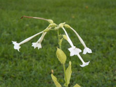 gallery_4382_208_55085.jpg