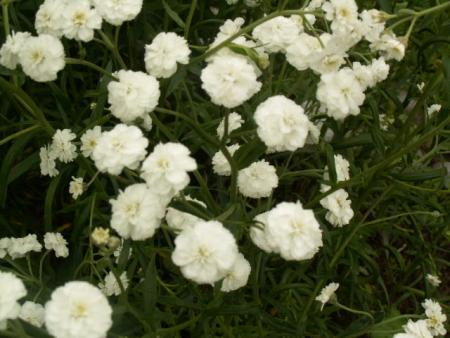 gallery_4382_208_84563.jpg