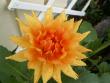 tn_gallery_4382_207_20335.jpg