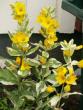 tn_gallery_4382_207_28197.jpg