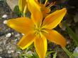 tn_gallery_4382_207_49635.jpg