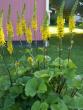 tn_gallery_4382_207_97914.jpg