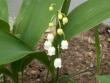 tn_gallery_4382_208_12336.jpg
