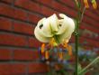 tn_gallery_4382_208_27294.jpg