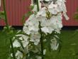tn_gallery_4382_208_39541.jpg