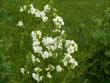tn_gallery_4382_208_48342.jpg