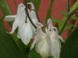 tn_gallery_4382_208_92141.jpg