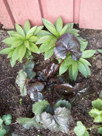 gallery_4382_209_70622.jpg