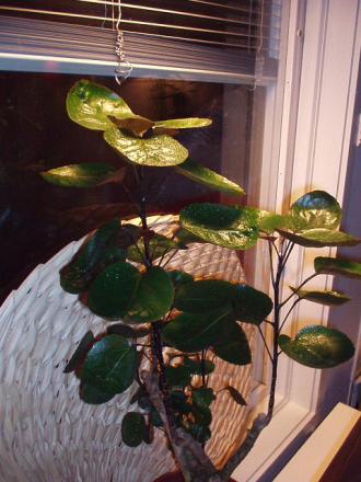 gallery_4382_210_11021.jpg