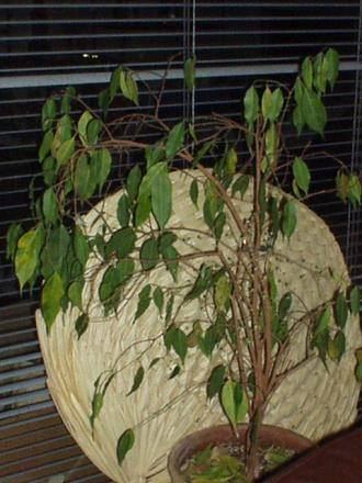 gallery_4382_210_35823.jpg