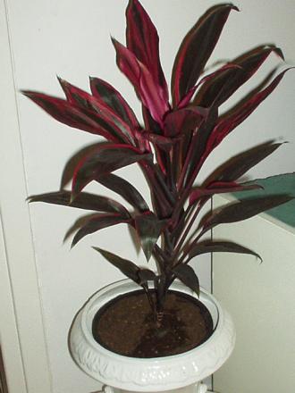 gallery_4382_210_48284.jpg