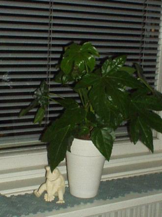 gallery_4382_210_61361.jpg