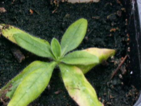 gallery_4382_211_29568.jpg