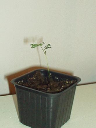 gallery_4382_211_48767.jpg