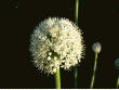 tn_gallery_4382_208_87854.gif