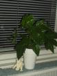 tn_gallery_4382_210_61361.jpg