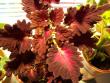 tn_gallery_4382_210_97527.jpg