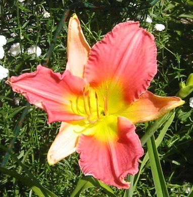 gallery_14_221_9651.jpg